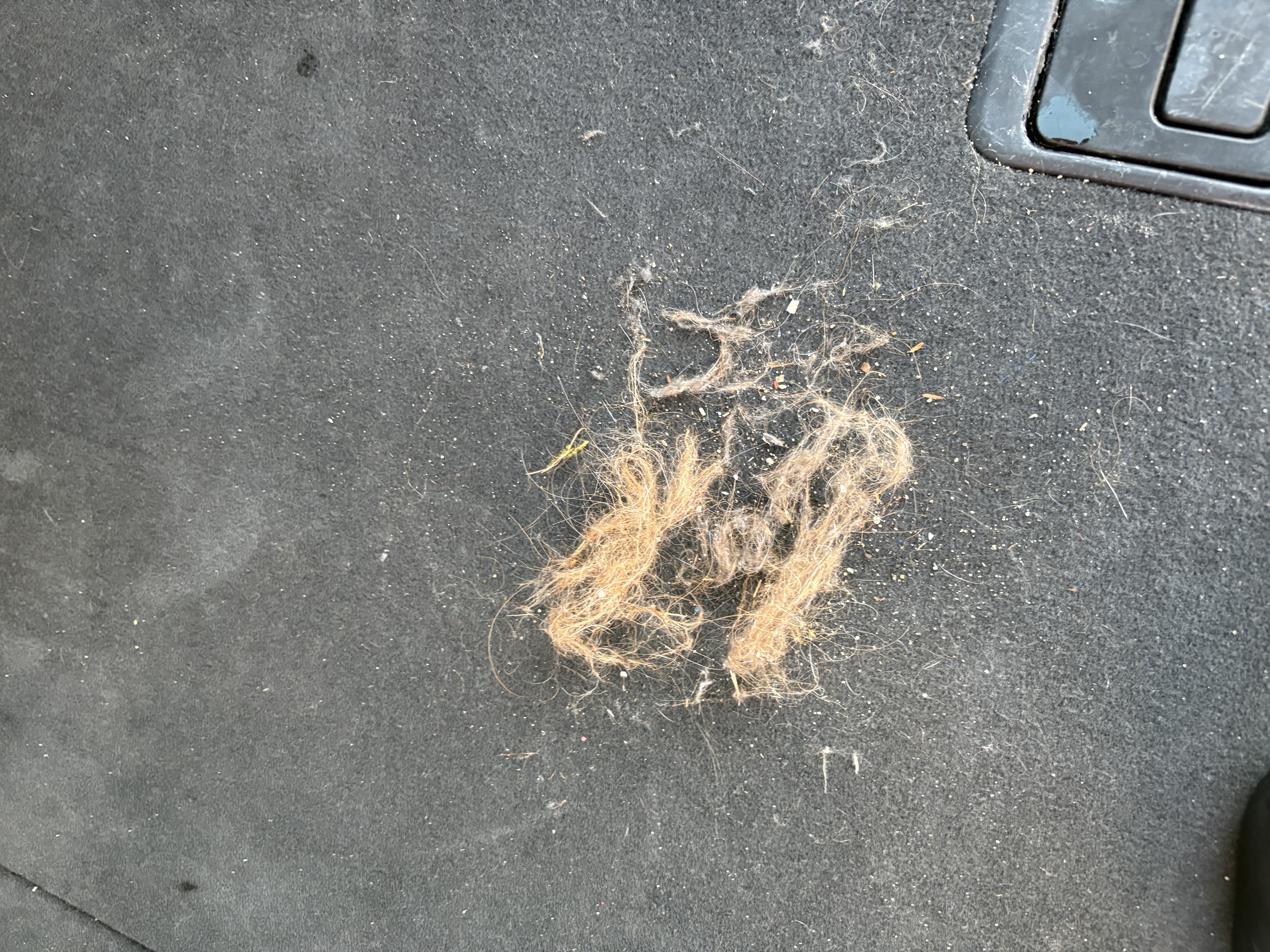 Pet hair on vehicle carpet before removal